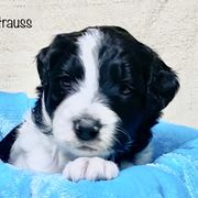 Bordoodle Puppies from Smarti Doodles