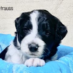 Bordoodle Puppies from Smarti Doodles