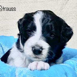 Bordoodle Puppies from Smarti Doodles