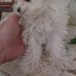 Maltese Puppies from Maltese Colorado