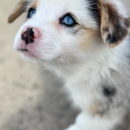 Bloom - Blue merle and white female American Corgi puppy in Brownstown, Indiana from Brave Country Kennels