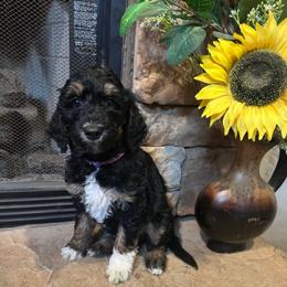 Harmony - Phantom female Goldendoodle puppy in Sanderson, Florida from Serenity Goldendoodles