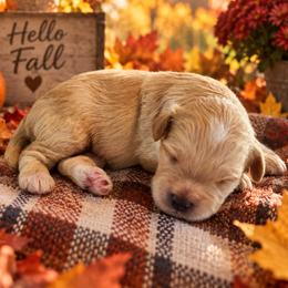 Tater - Cream male Cavapoo puppy in Myrtle Beach, South Carolina from Colorful-K9'S