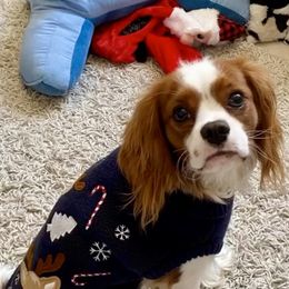 Cavalier King Charles Spaniel All Grown Up from Bunker Hill Cavaliers