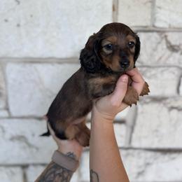 Astro - Red female Dachshund puppy in Troup, Texas from East Texas Dachshunds