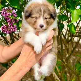 Prank - Sable and white male Shetland Sheepdog puppy in Trenton, Michigan from Leigh Hi Shelties