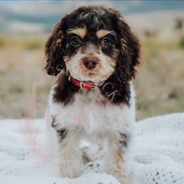 Pink Collar - Brown roan and tan female Cockapoo puppy in Missoula, Montana from Big Sky Cockapoos