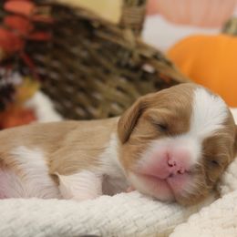 Cavalier King Charles Spaniel Puppies from Noble Ridge Cavaliers