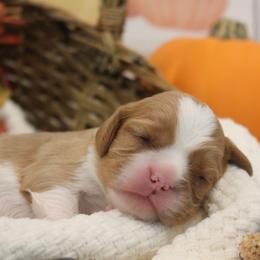Cavalier King Charles Spaniel Puppies from Noble Ridge Cavaliers