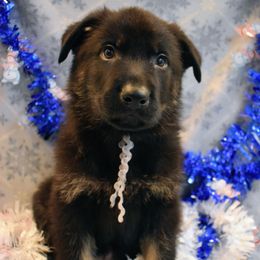 Grey Collar Boy - Bi-color male German Shepherd puppy in Grants Pass, Oregon from Granville German Shepherds