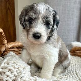 Sweet Pea - Sheepadoodle puppy from Urban Farmhouse Sheepadoodles