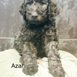 Azar - Chocolate male Goldendoodle puppy in Pasco, Washington from Camp Doodle Woods