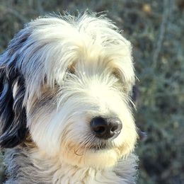 Tank - Aussiedoodle