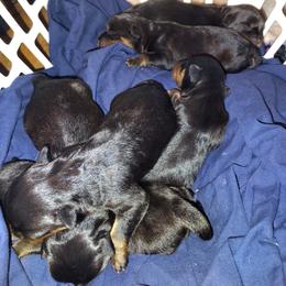 Pink - Black and mahogany female Rottweiler puppy in Janesville, Wisconsin from Maciel House of Rottweilers