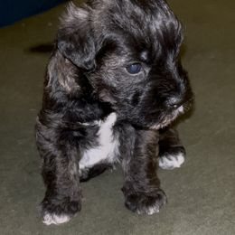 Miniature Schnauzer Puppies from Krystle's Miniature Schnauzers