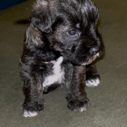 Miniature Schnauzer Puppies from Krystle's Miniature Schnauzers
