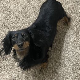 JaeJae - Dachshund