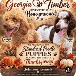 Poodle puppies from Johnson Kennels