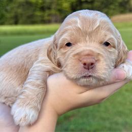 Larry - Cream male Cockapoo puppy in Liberty, Kentucky from Kentucky Cockapoos