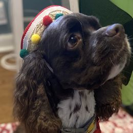 Cocker Spaniel All Grown Up from Trulove Cocker Spaniels