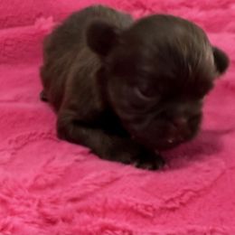 Bethany - Chocolate female Shih Tzu puppy in Stafford, Virginia from Bayview Pups