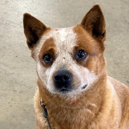 Australian Cattle Dogs and Beaucerons from Feu des Étoiles