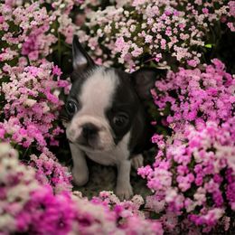 Boston Terrier and French Bulldog Puppies from Classic Boston Terriers and French Bulldogs