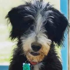 Bordoodle Puppies from Borders of Eby Eden