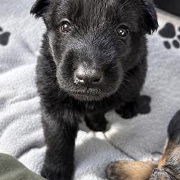 Girl 8 - female German Shepherd puppy in Laurens, New York from Vom Chivalry Haus German Shepherds