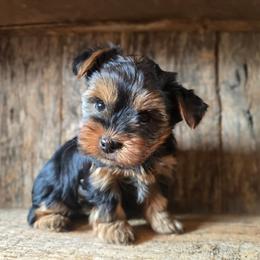 Sandy - Black and gold female Yorkshire Terrier puppy in Mountain Grove, Missouri from Precious Puppies