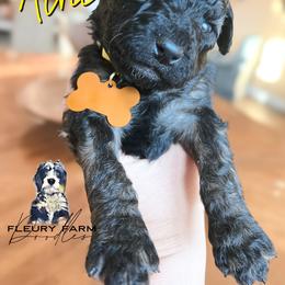 Alfie - Wheaten male Whoodle puppy in Knoxville, Tennessee from Fleury Farm Doodles TN