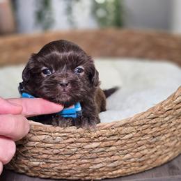 Colter Lee - Liver male Shih Tzu puppy in Hartville, Missouri from Petty Paws