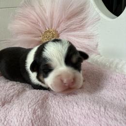 Quest - Black and tan female Pembroke Welsh Corgi puppy in Scottown, Ohio from Wyndy Ridge Corgis