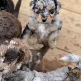 Aussiedoodle and Bernedoodle Puppies from North 40 Doodles