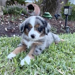 July - Blue merle female Miniature Australian Shepherd puppy in Port Saint Lucie, Florida from Charlene Brannon's Mini Australian Shepherds