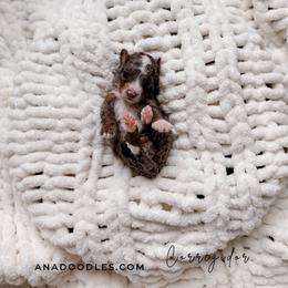 Corregidor - Tri-color male Bernedoodle puppy in Cold Spring, Minnesota from A.N.A. Doodles