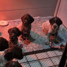 Boy 2 - Brown and gray male Wirehaired Pointing Griffon puppy in Maiden, North Carolina from Saint Barbara's Wirehaired Pointing Griffons