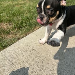 French Bulldog Puppies from Luvia Anderson