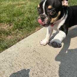 French Bulldog Puppies from Luvia Anderson