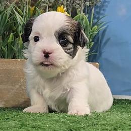 Amber - Brindle and white female Mal-Shi puppy in Aurora, Missouri from KnJ Precious Paws LLC