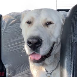 Central Asian Shepherd Dog All Grown Up from Alabaivalley