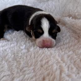 Boy 2 - Black and tan male Pembroke Welsh Corgi puppy in Beggs, Oklahoma from Blue Diamond Corgi’s