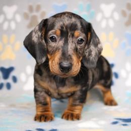 Prince - No Mark Dapple Male - Dapple male Dachshund puppy in Red Bud, Illinois from Midwest Miniature Dachshunds