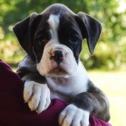 Boxers from Ascalon