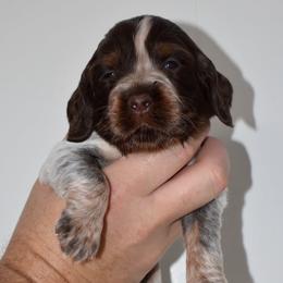 Tennessee - Liver white and tan female English Springer Spaniel puppy in Chapmansboro, Tennessee from Balthrop Bend Farms