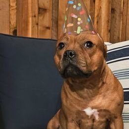 Staffordshire Bull Terriers from VIP Staffords