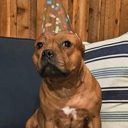 Staffordshire Bull Terriers from VIP Staffords
