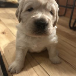 Golden Retriever Puppies from Monadnock Goldens