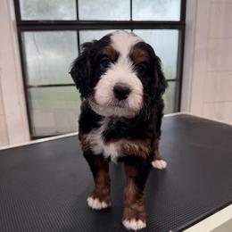 Breeze - Tri-color male Bernedoodle puppy in El Campo, Texas from Little Fur Friends Bernedoodles