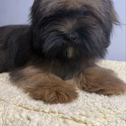 Girl 3 - Red gold female Lhasa Apso puppy in Charlotte, North Carolina from Toy Poodle and Maltese Perfection